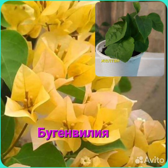 Комнатные цветы