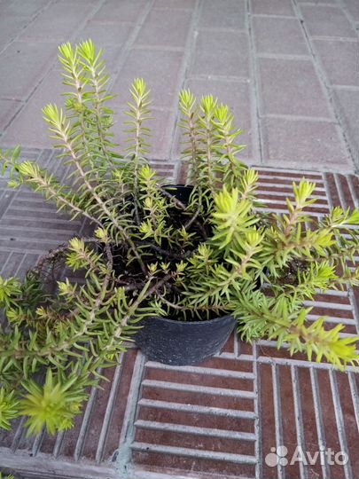 Почвопокровник очиток седум Ангелина