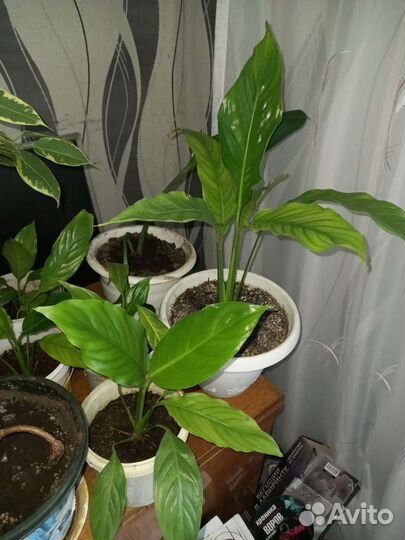 Спатифиллум