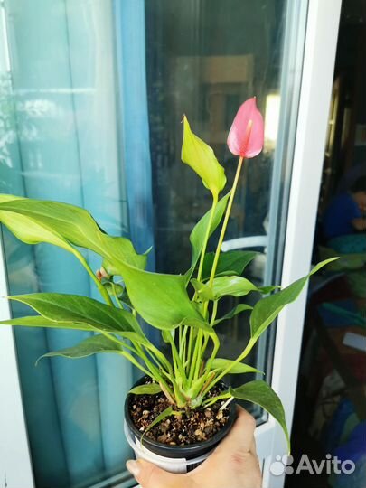 Антуриум зизу лили ваниль ковали бэби пурпл