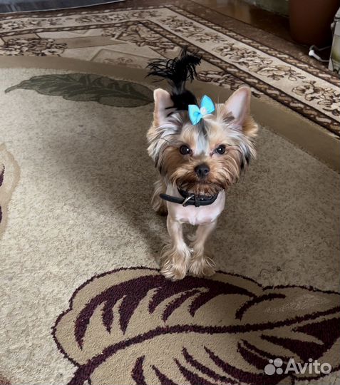 Йоркширский терьер мини вязка