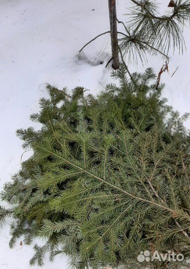 Веник пихтовый