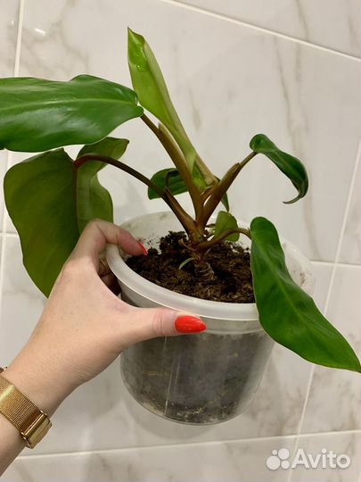 Филодендрон краснеющий