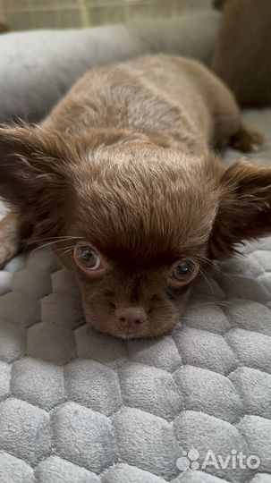 Чихуахуа в добрые руки