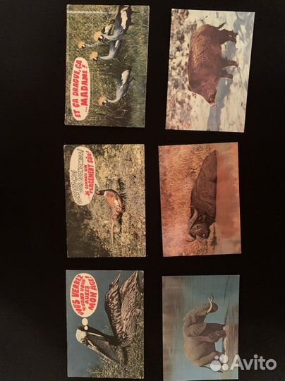 Открытки животные Франция 1970г.г