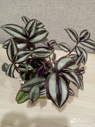 Традесканция зебрина и другие