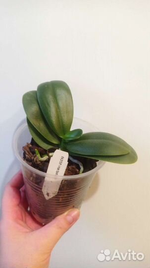 Орхидея I-Hsin Spot Eagle