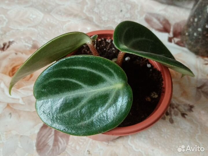 Пеперомия Саркофилла