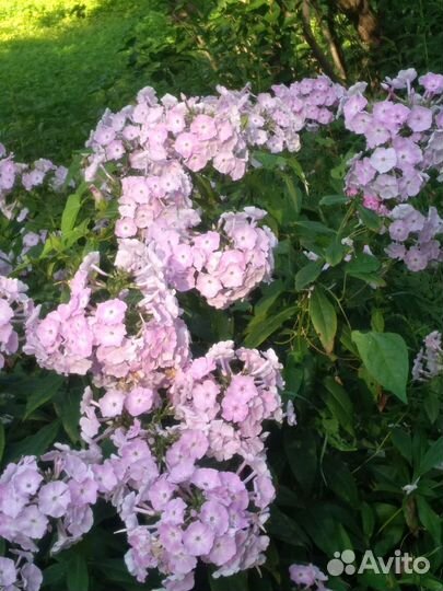 Флоксы рудбекия хоста