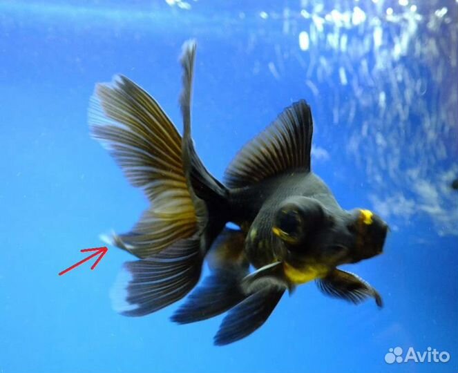 Аквариумные рыбки, золотые рыбки
