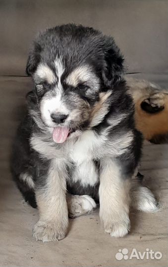 Щенки западно сибирской лайки