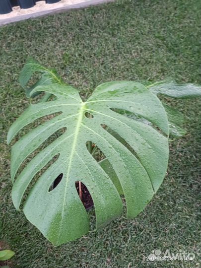 Монстера делициоза