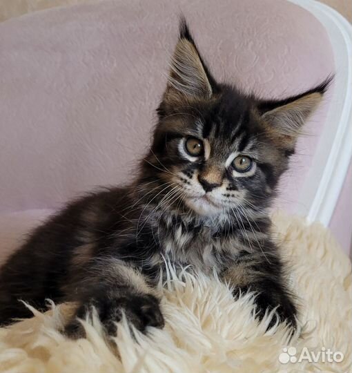 Котята мейн-кун