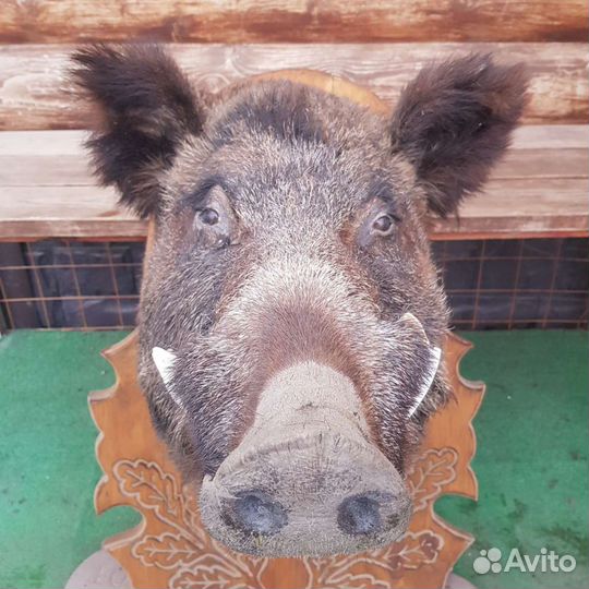 Продам чучелу кабана