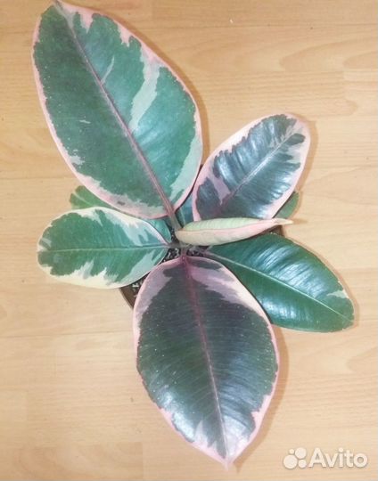 Фикус эластика Белиз