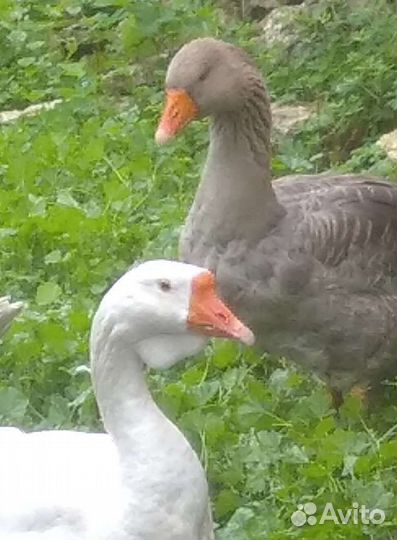 Гуси на племя