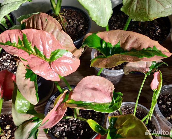 Сингониум пинк бьюти лава