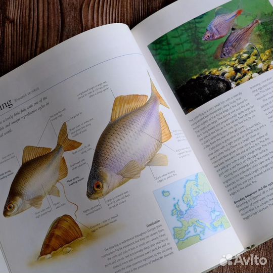 Винтажная книга про рыб на английском языке