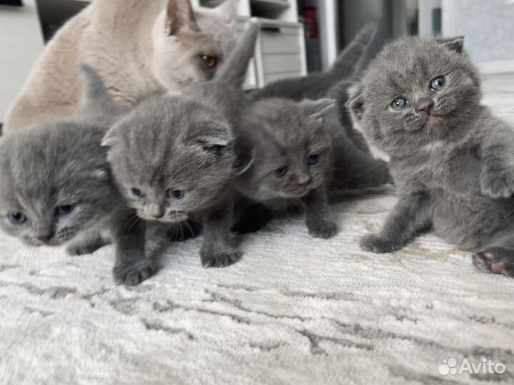 Британские котята