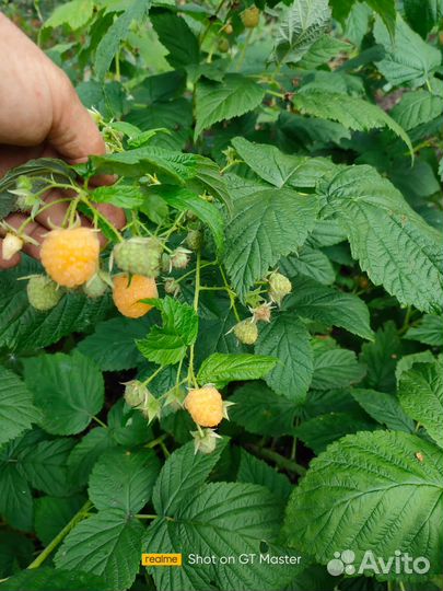 Саженцы малины Желтое чудо