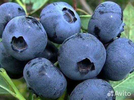 Саженцы голубики Спартан