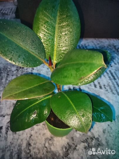 Фикус каучуконосный