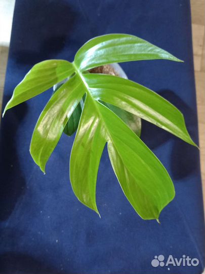 Комнатные цветы (растения)