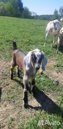 Козлики нубики процентные