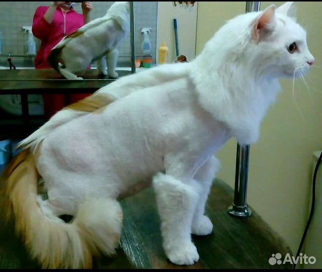 Стрижка кошек и собак