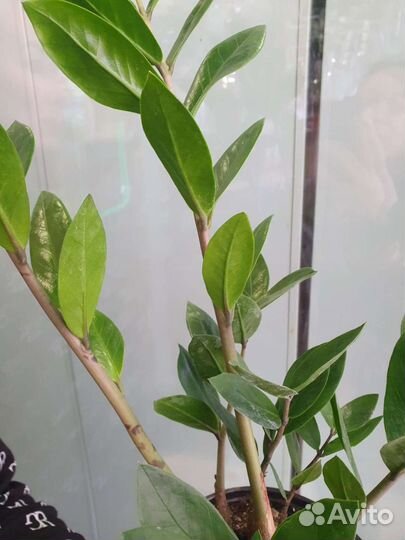 Замиокулькас