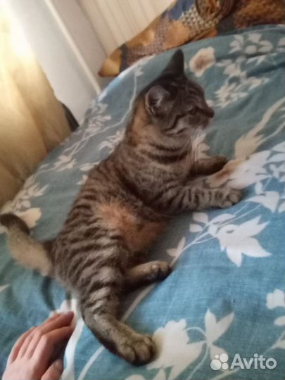 Кошечка