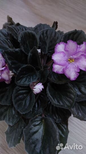 Цветущие фиалки