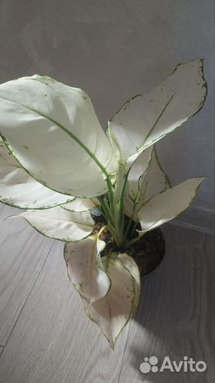 Сортовые аглаонемы, цветы на подарок