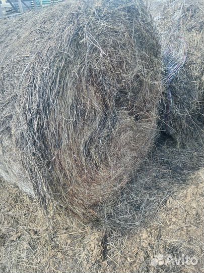 Продам сено в рулонах