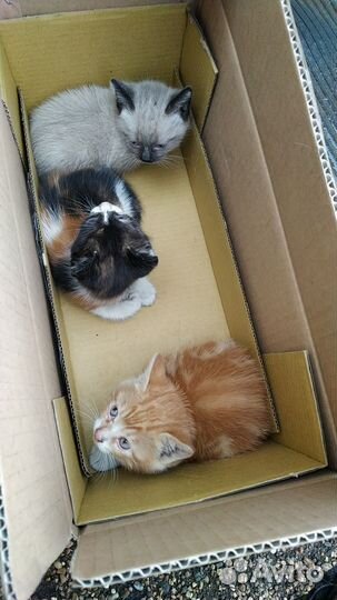 Котята в добрые руки
