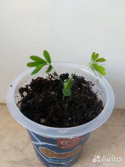 Мимоза стыдливая