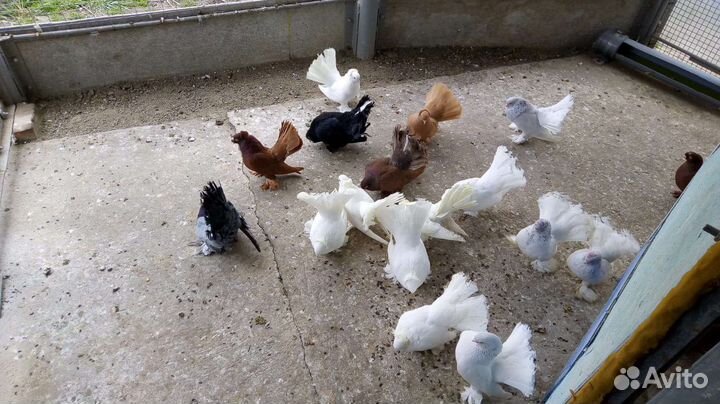 Статные голуби