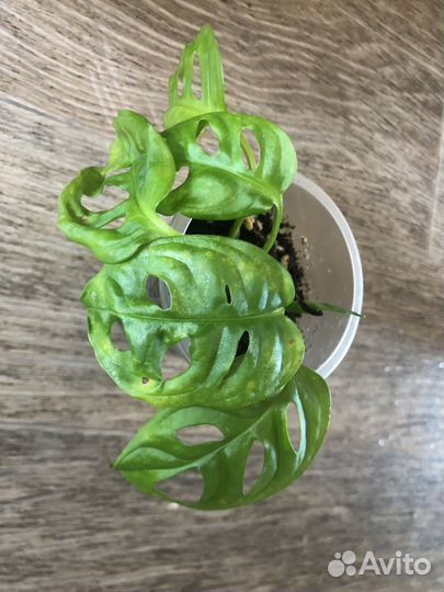 Продам излишки своих растений