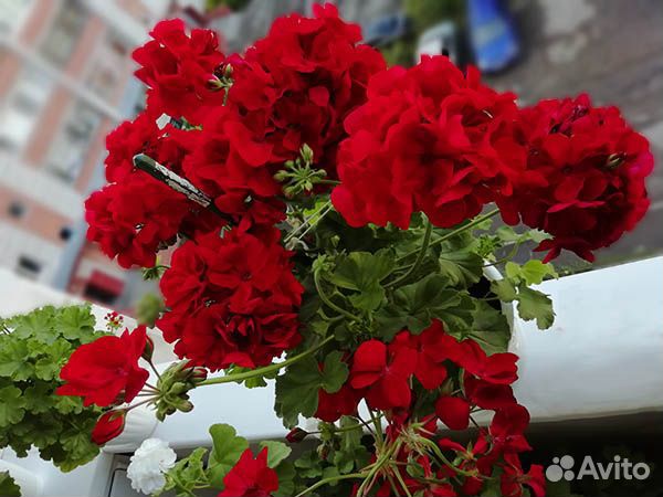 Пеларгонии махровые зональные и душистые