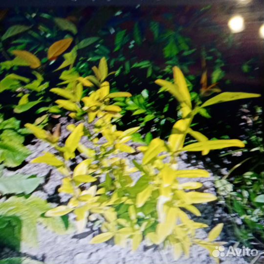 Бирючина золотистая