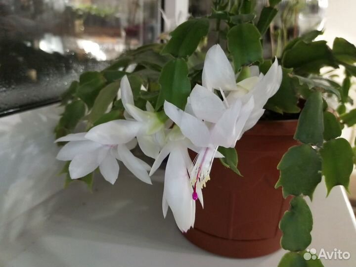 Шлюмбергера Malissa (Зигокактус, Декабрист)