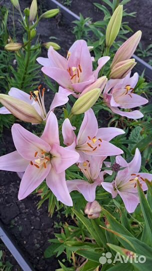 Лилия розовая