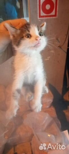 Котята отдам в добрые руки бесплатно