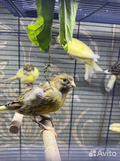 Кенары певчие