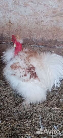 Обмен петухов