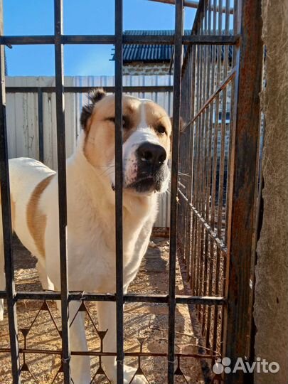 Продаются сао