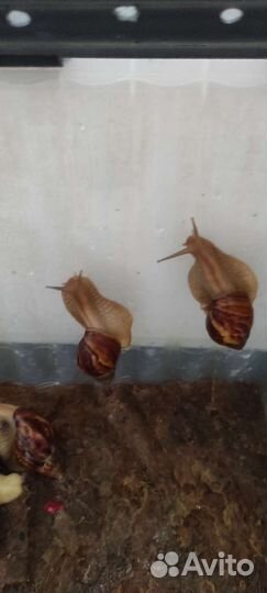 Улитки ахатины бесплатно