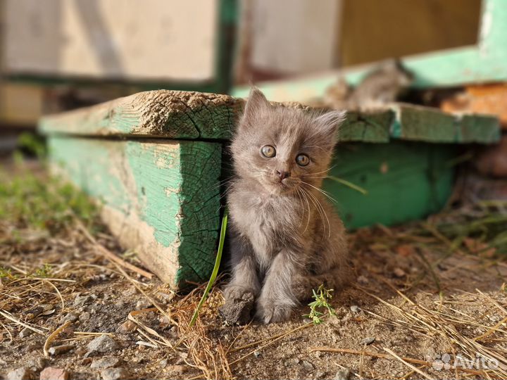 Котята в добрые руки бесплатно