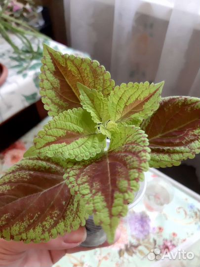 Колеус, каланхоэ оранжевый