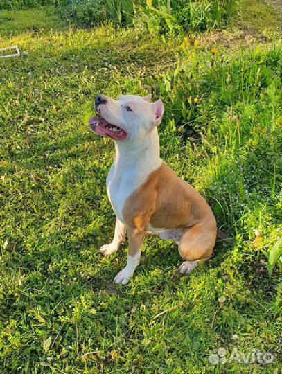 Американский Стаффордширский терьер вязка